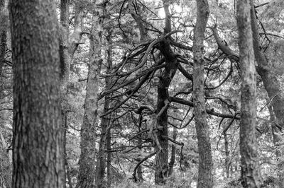 Bare trees in forest