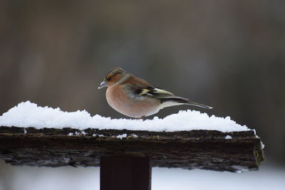 Bird perching on a snow