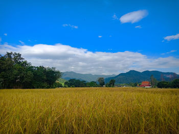 Scenic view of agricultural field against sky