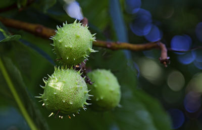 Green fruit with thorns found on a tree in one of umea's central parks