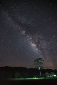 Trees against star field at night