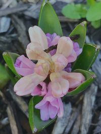 Close-up of pink flowers blooming outdoors