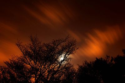 Low angle view of trees against sky at sunset