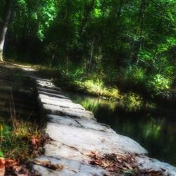 Scenic view of forest