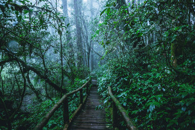 Wooden footbridge amidst trees in forest