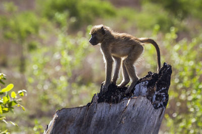 Close-up of monkey sitting on tree trunk