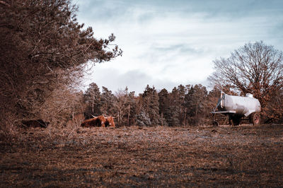 Cows on field against sky