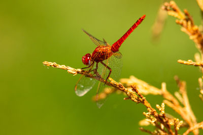 Close-up of insect on plant