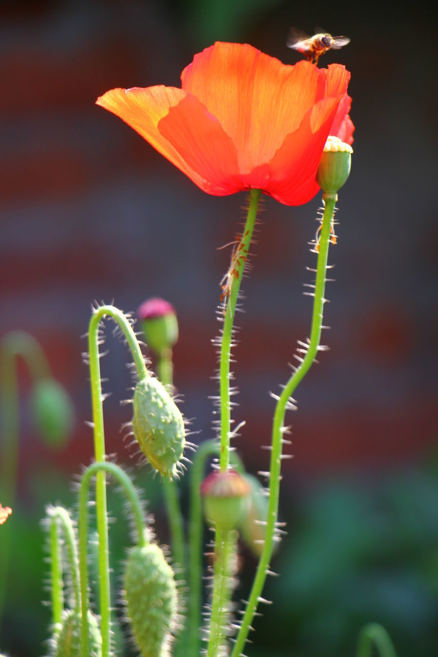 CLOSE-UP OF RED ROSE