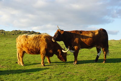 Horses in a field