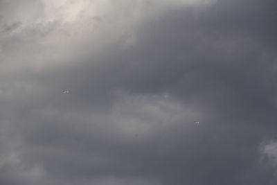 Low angle view of bird flying in sky