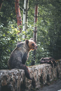 Bears on retaining wall at forest