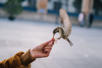Cropped hand feeding bird
