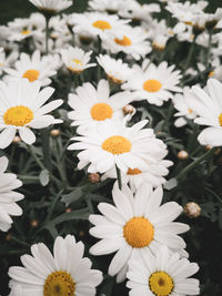 Close-up of white daisy flowers