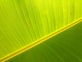 Full frame shot of banana green leaf