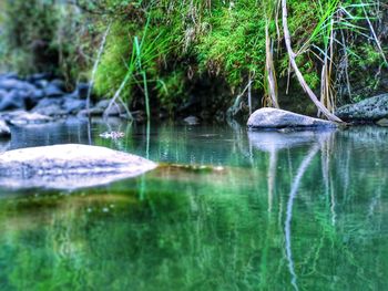 Scenic view of lake in forest