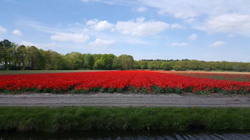 Red flowering plants on field against sky