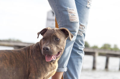 Midsection of woman wearing torn jeans with dog