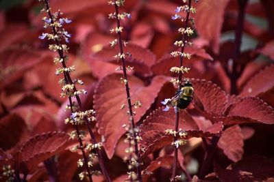 Close-up of honey bee on flowering plant