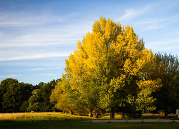 Trees on field against sky during autumn