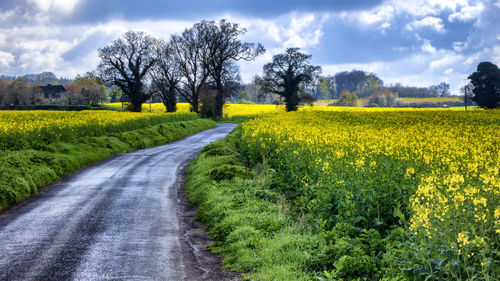 Scenic view of yellow flower field against sky