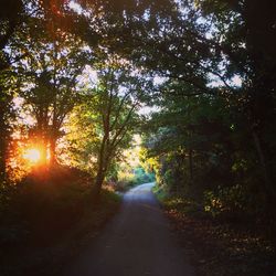 Road passing through forest