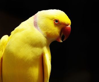 Close-up of yellow bird perching on black background