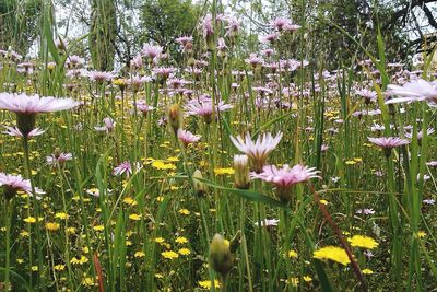 Close-up of flowers blooming in field