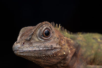 Close-up of lizard against black background