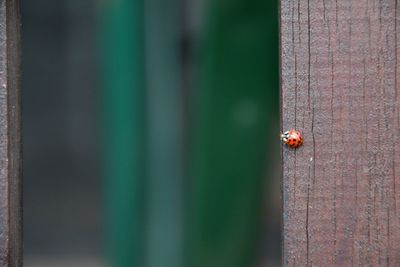 Close-up of ladybug on leaf