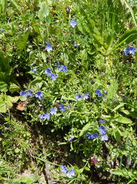 Close-up of flowers