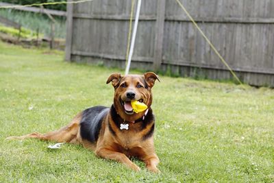 Portrait of dog on grassy field