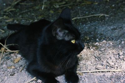 High angle view of black cat