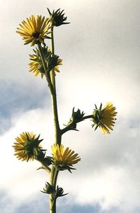 Low angle view of sunflower blooming against sky