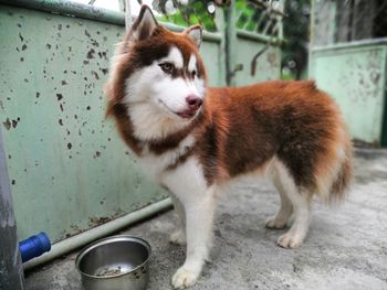 Close-up of a dog looking away