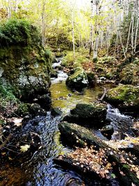 Stream amidst trees in forest