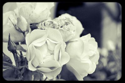 Close-up of rose blooming