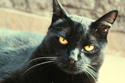 Close-up portrait of black cat