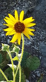 Close-up of yellow flower