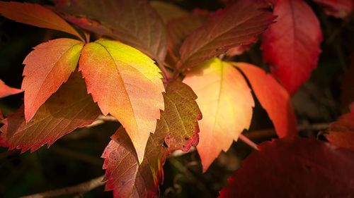 Close-up of autumnal leaves