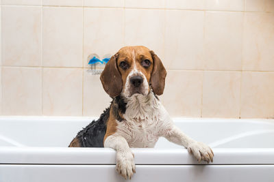 Portrait of dog sitting on floor