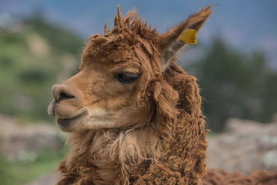 Close-up of alpaca against sky