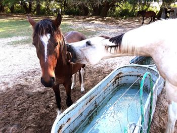 Horse standing in ranch