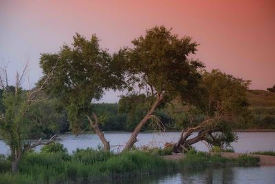 Reflection of trees in lake