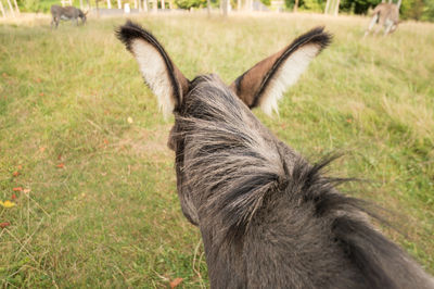 Close-up of a horse on field