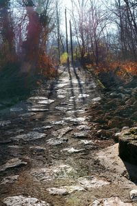 View of footpath in forest during autumn