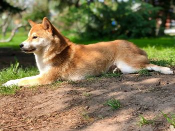 Side view of dog looking away on field