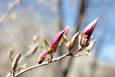 Close-up of pink flower buds in botanical garden