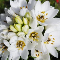 Close-up of white flowers