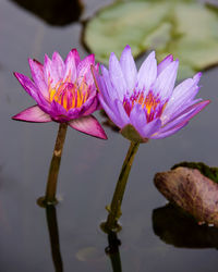 Close-up of pink water lily in lake